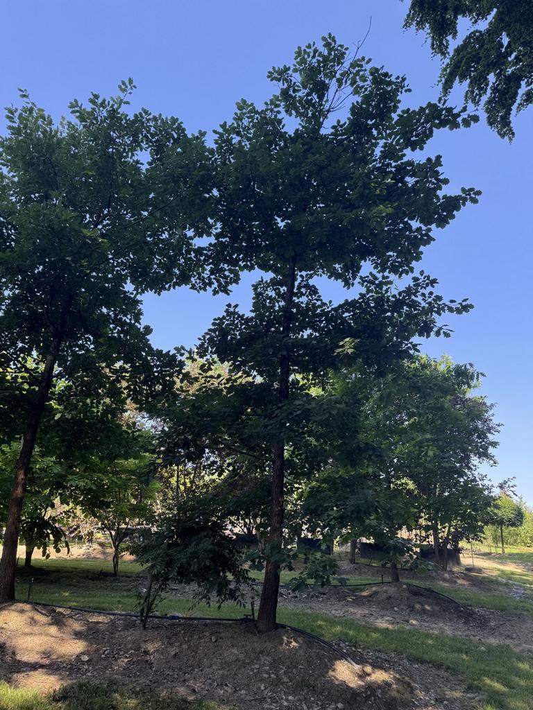 Quercus petraea