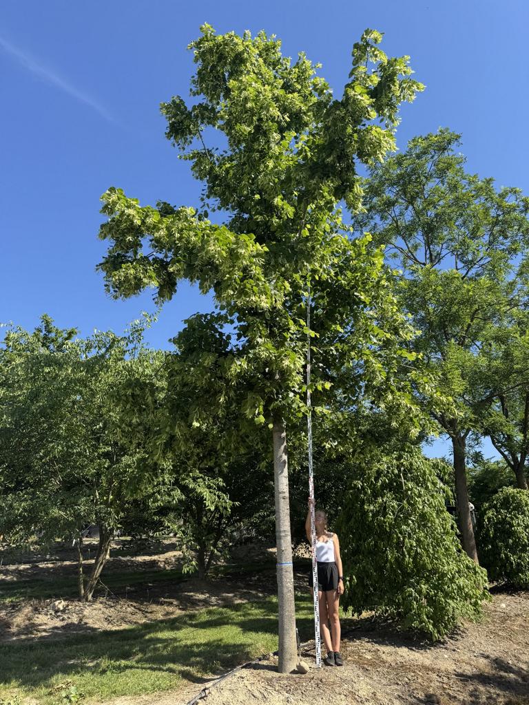 Tilia platyphyllos