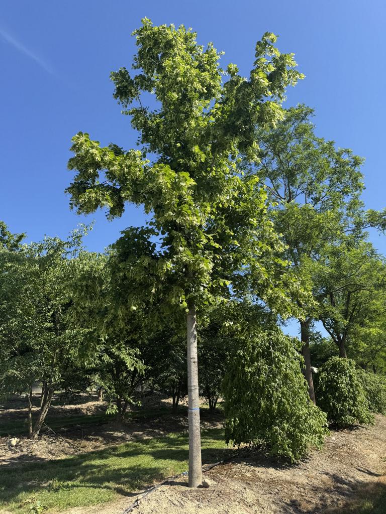 Tilia platyphyllos