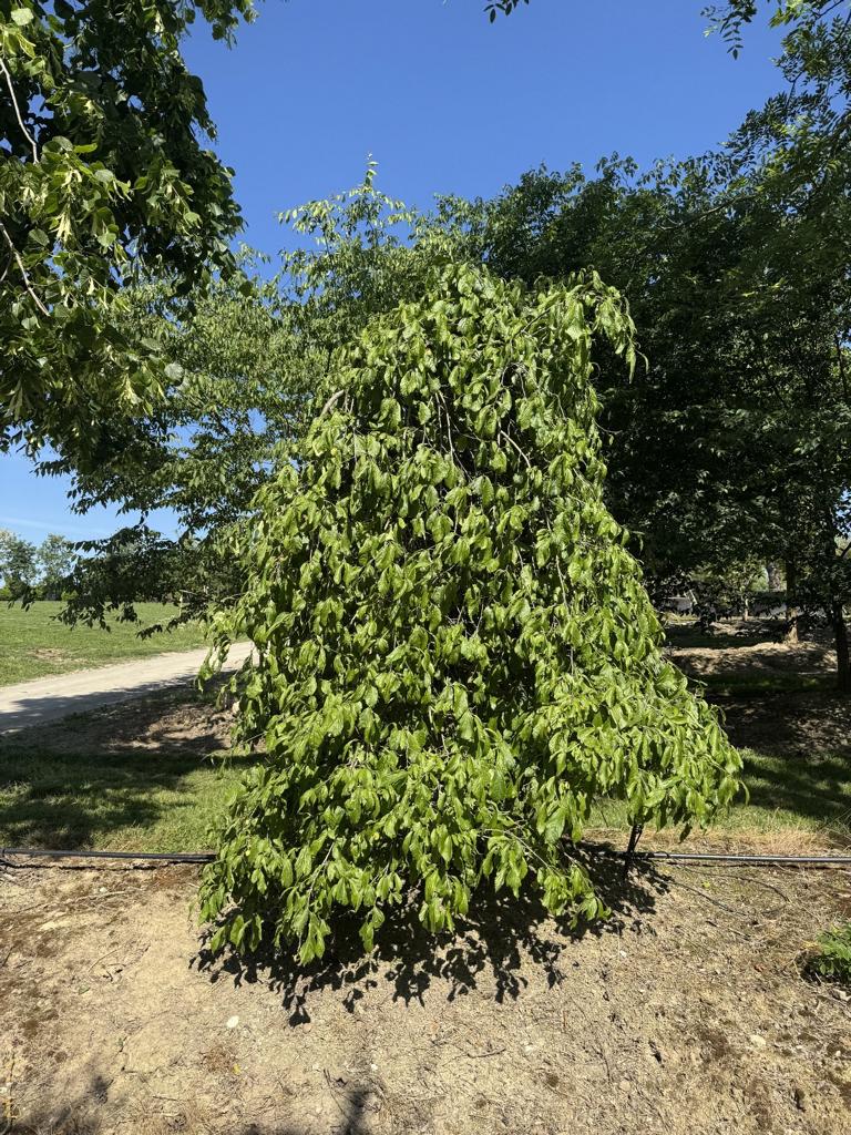 Parrotia persica 'Pendula'