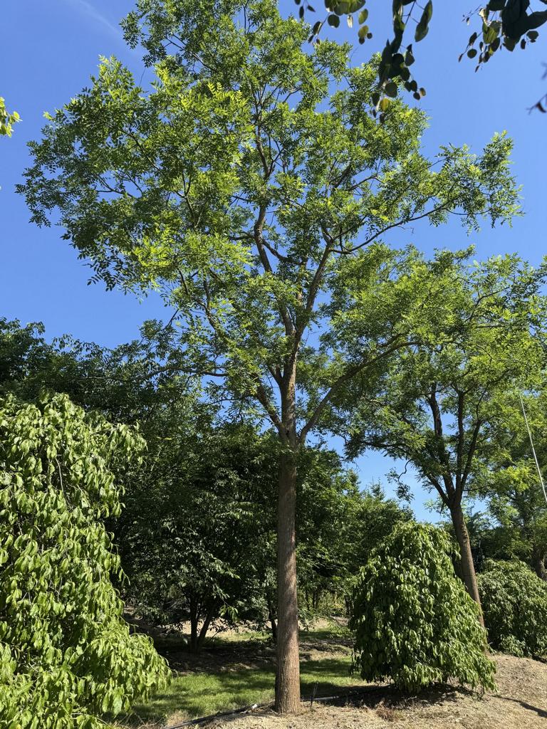 Styphnolobium japonicum