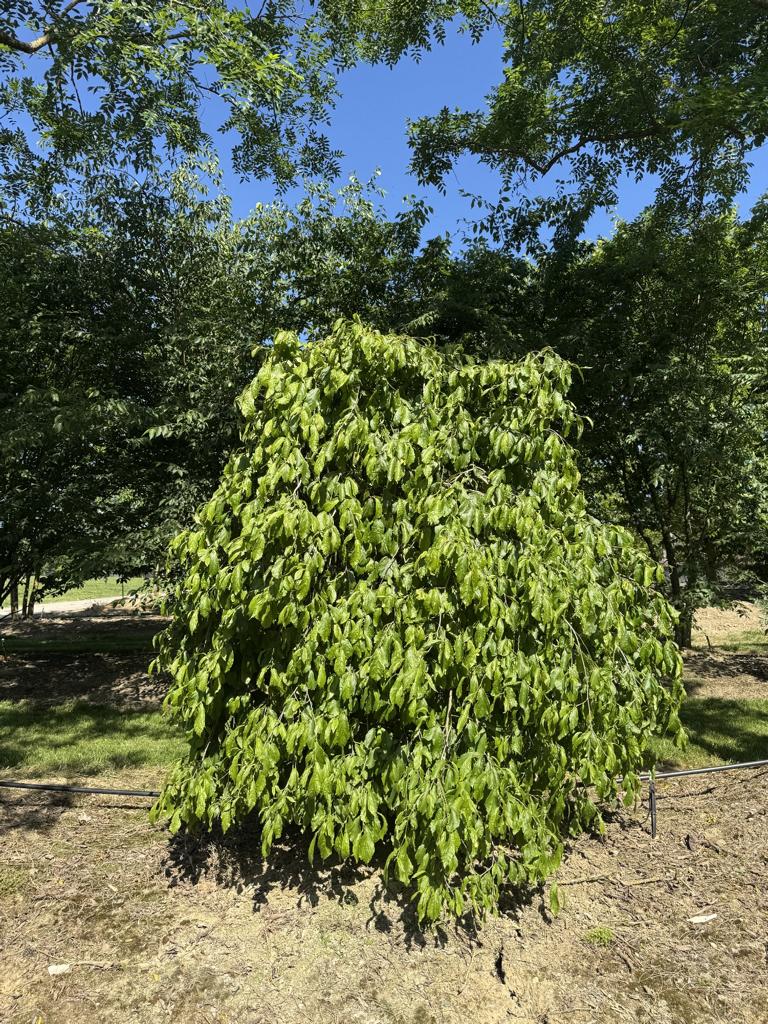 Parrotia persica 'Pendula'