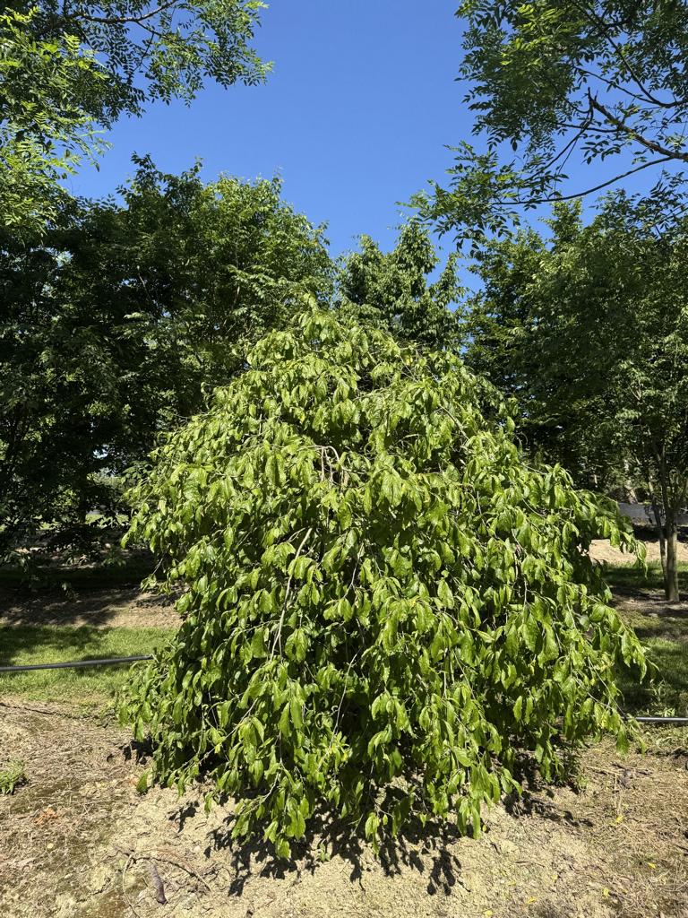 Parrotia persica 'Pendula'