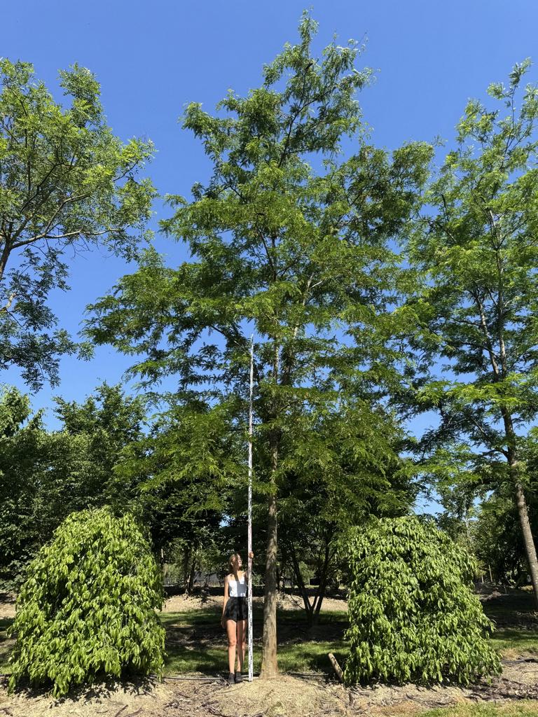 Gleditsia triacanthos 'Skyline'
