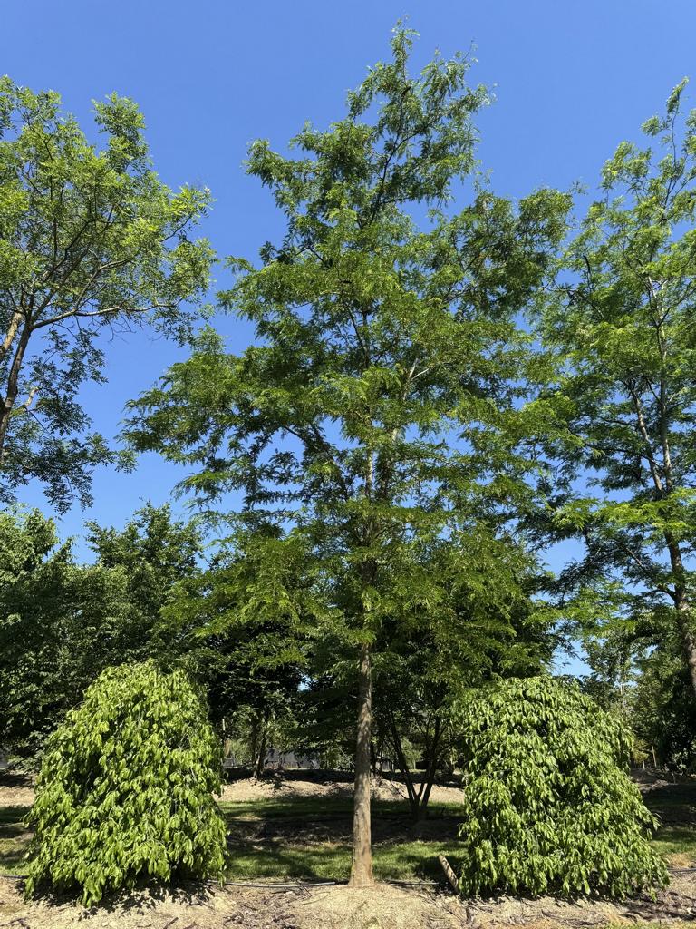 Gleditsia triacanthos 'Skyline'