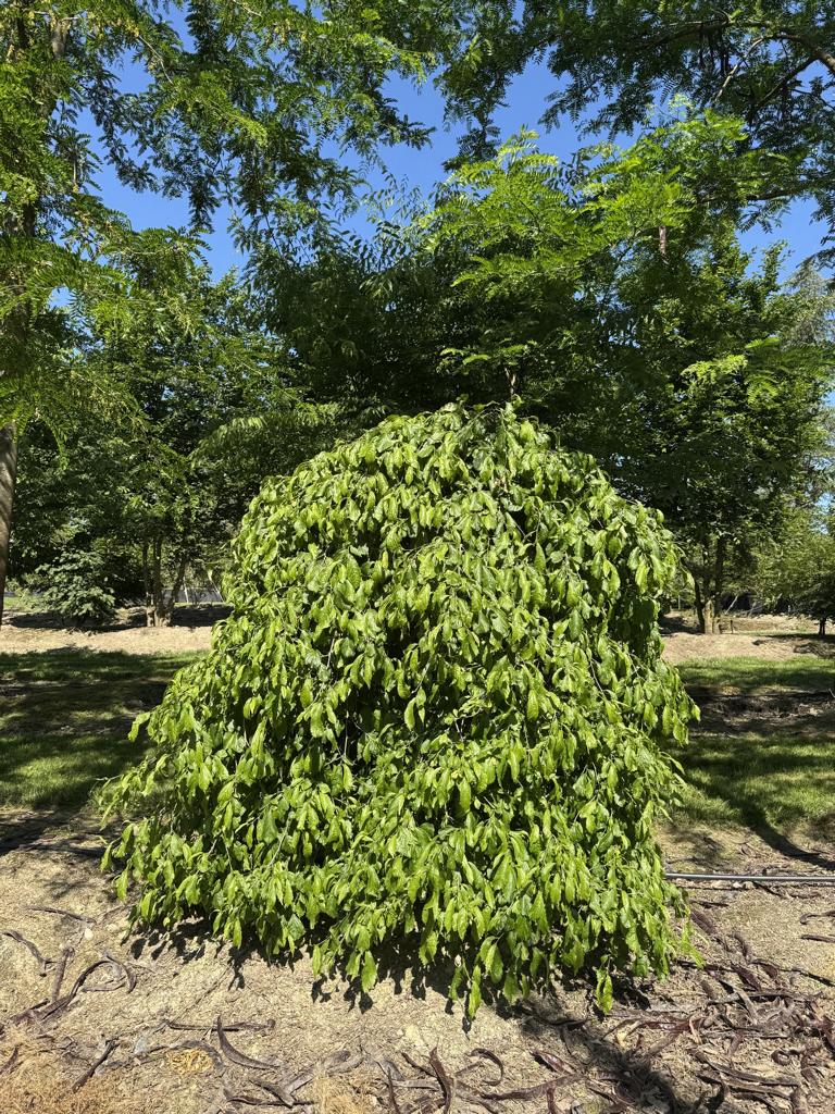 Parrotia persica 'Pendula'