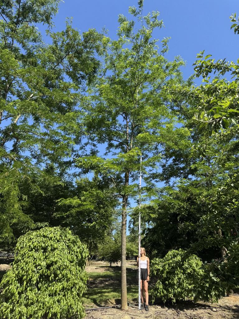 Gleditsia triacanthos 'Skyline'