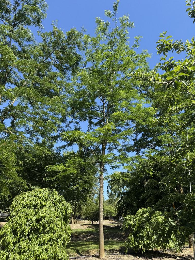 Gleditsia triacanthos 'Skyline'