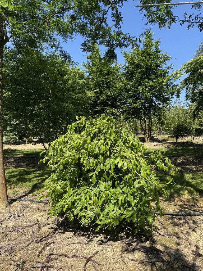 Parrotia persica 'Pendula'