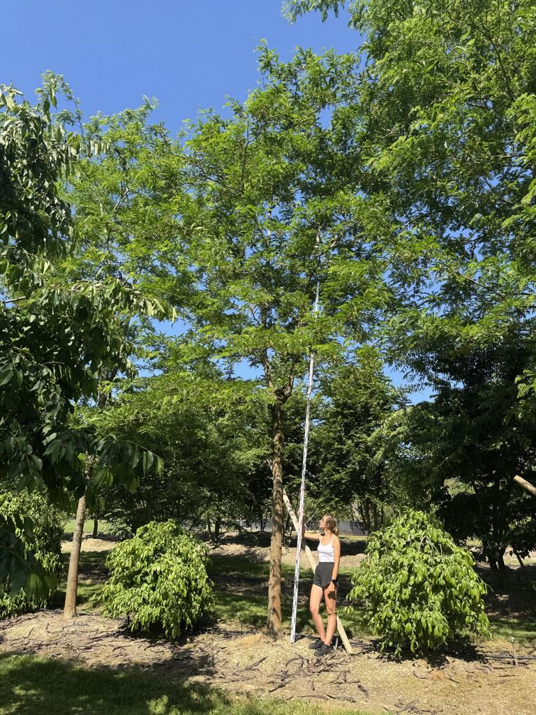Gleditsia triacanthos 'Skyline'