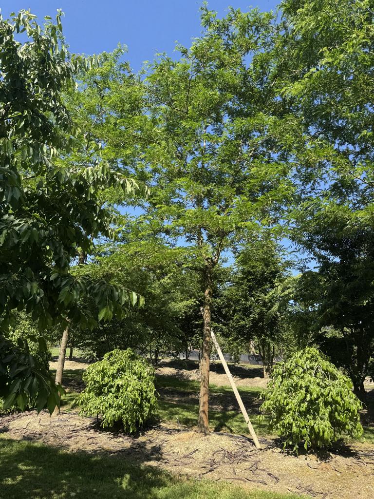 Gleditsia triacanthos 'Skyline'