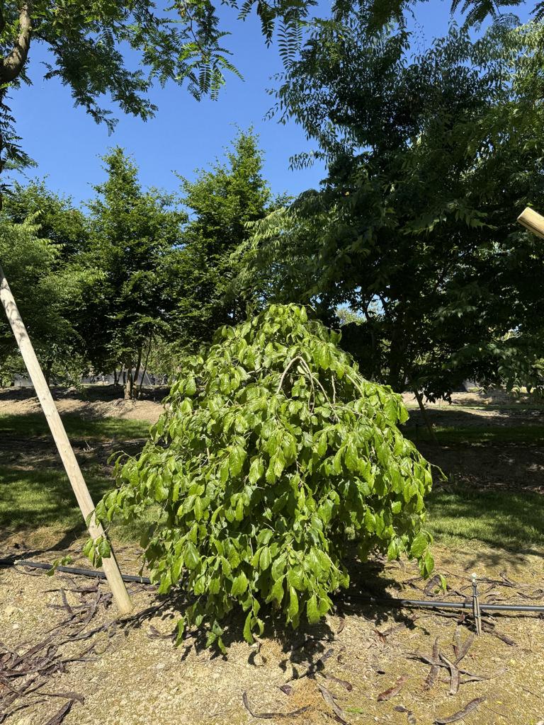 Parrotia persica 'Pendula'