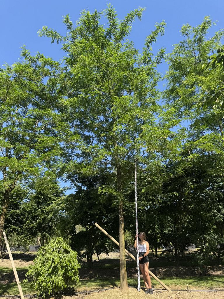 Gleditsia triacanthos 'Skyline'