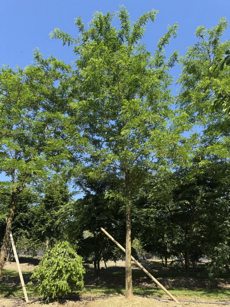Gleditsia triacanthos 'Skyline'