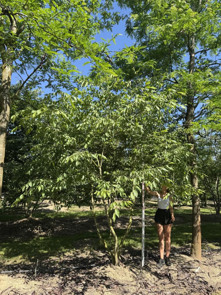 Zelkova serrata