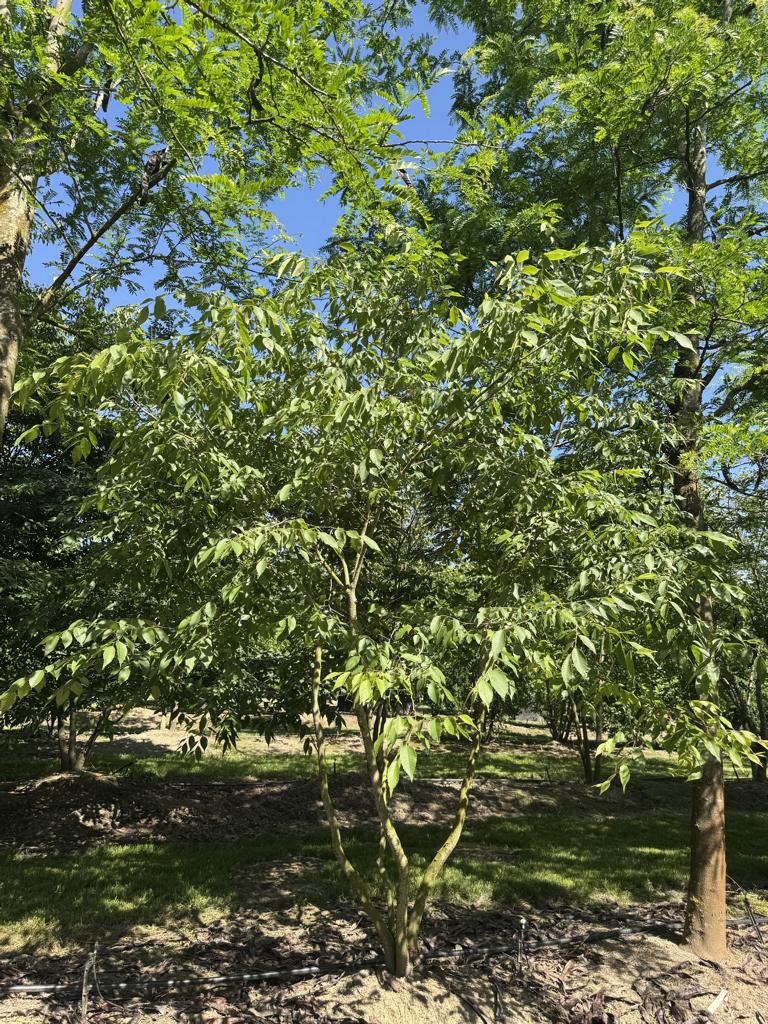 Zelkova serrata