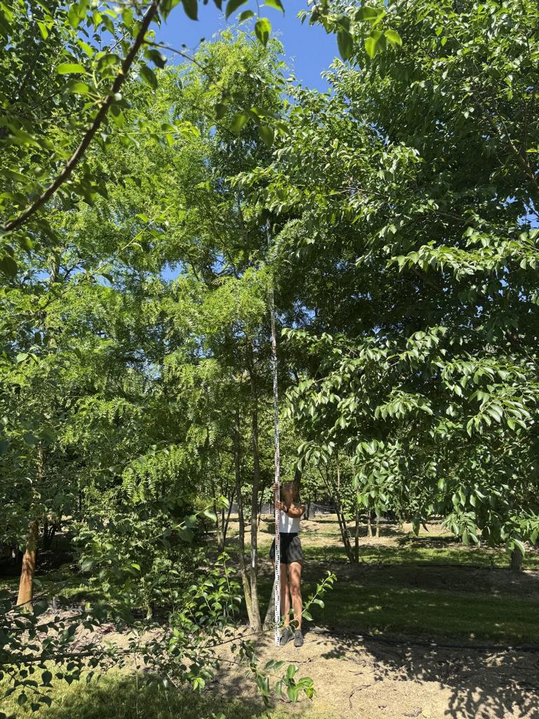 Gleditsia triacanthos f. inermis
