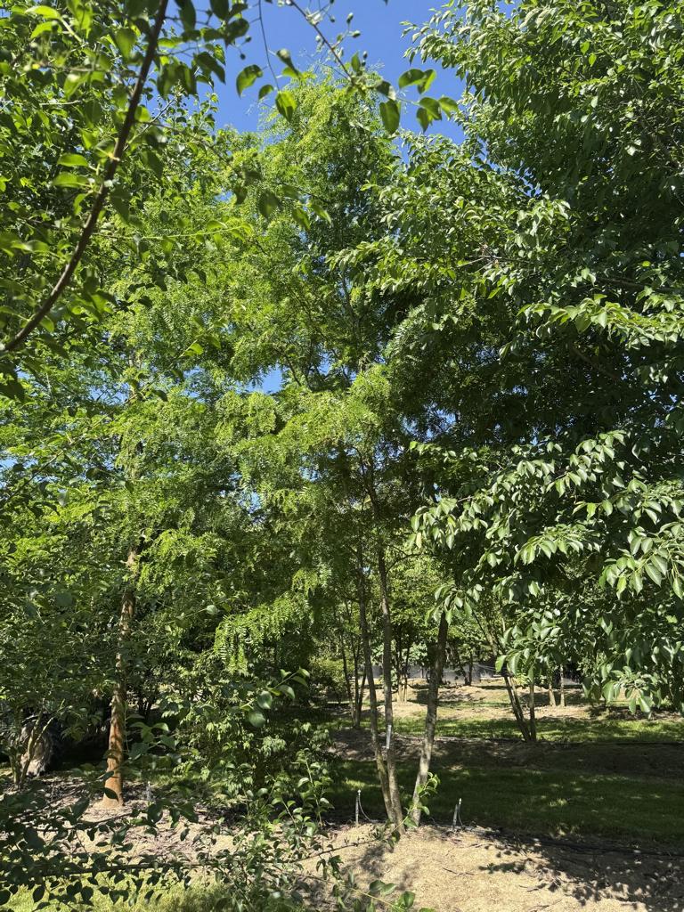 Gleditsia triacanthos f. inermis