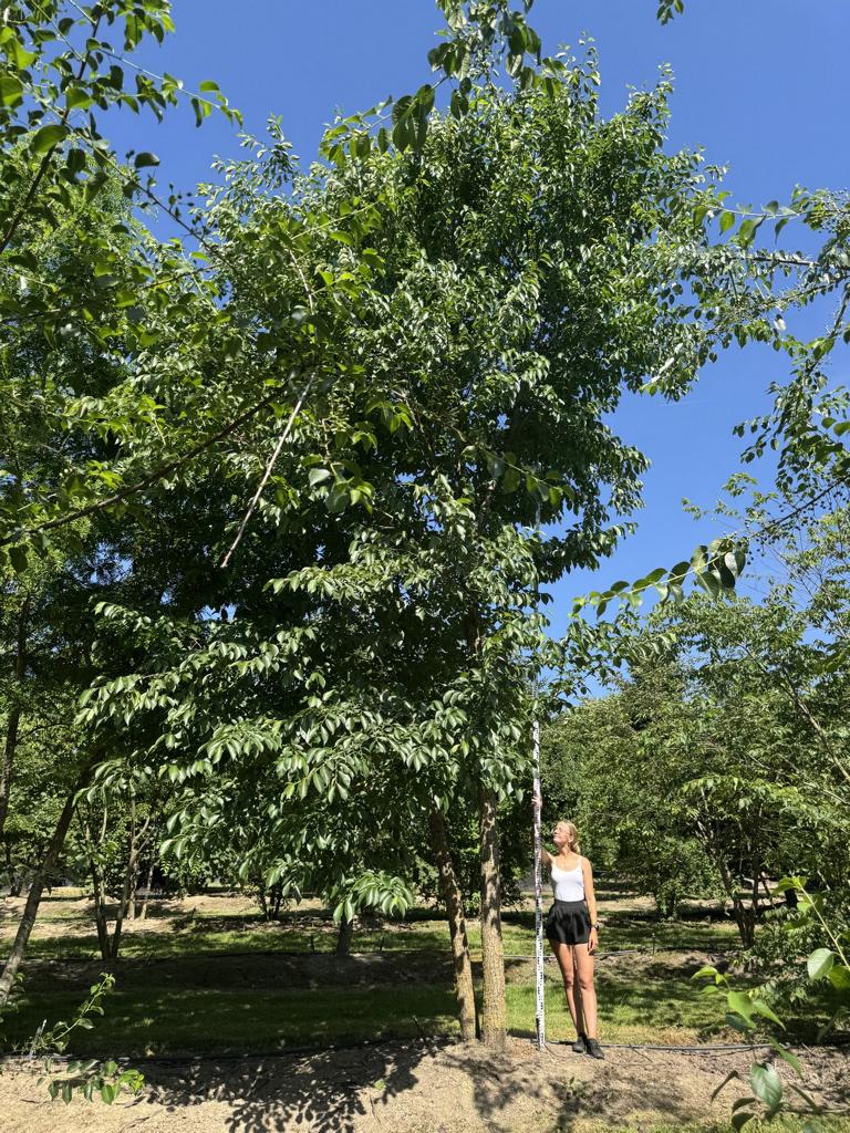 Zelkova serrata
