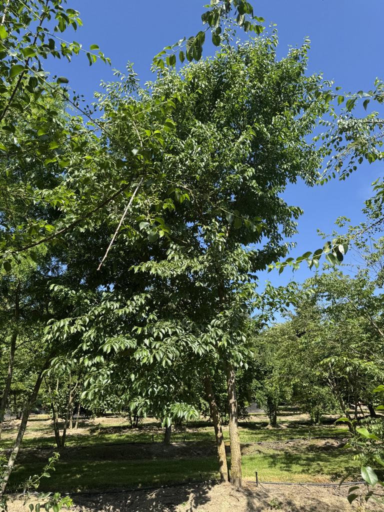 Zelkova serrata