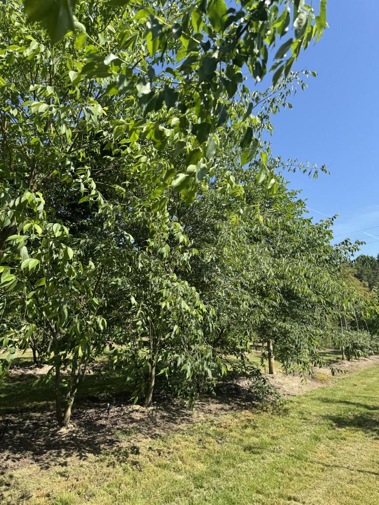 Zelkova serrata