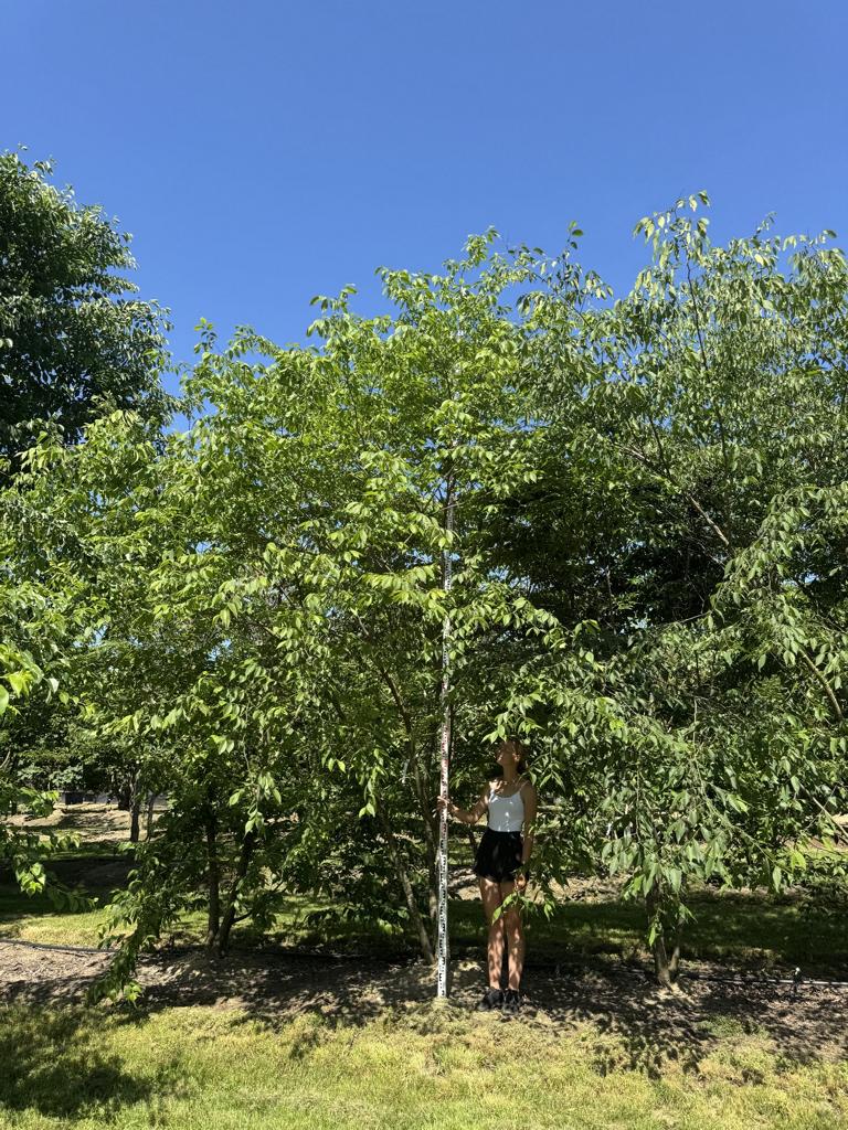 Zelkova serrata