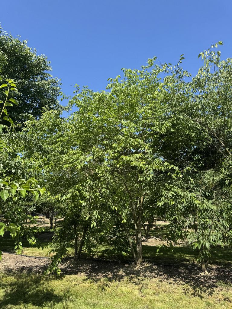 Zelkova serrata