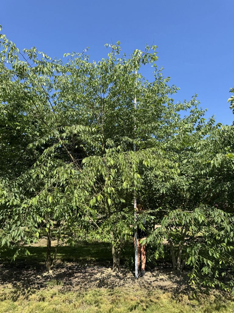 Zelkova serrata