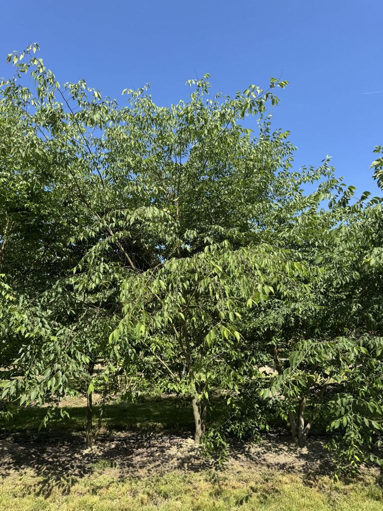 Zelkova serrata