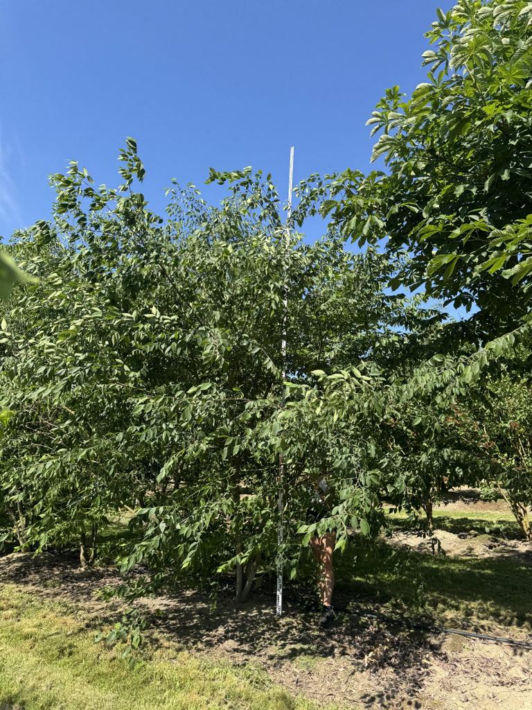 Zelkova serrata