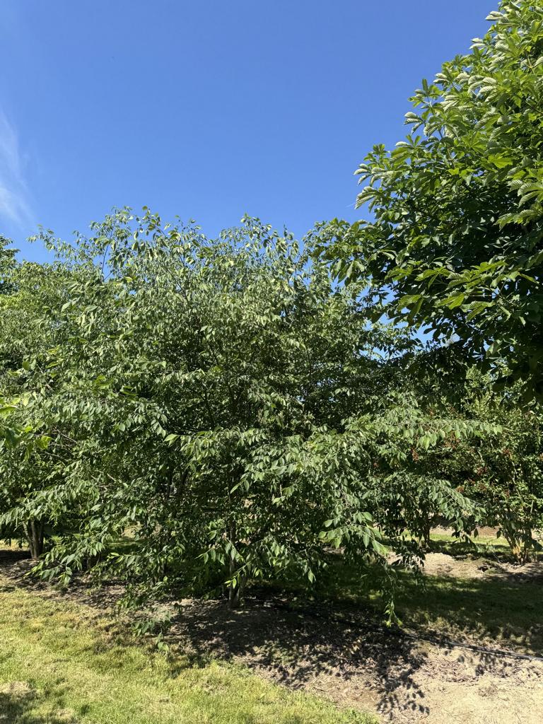 Zelkova serrata