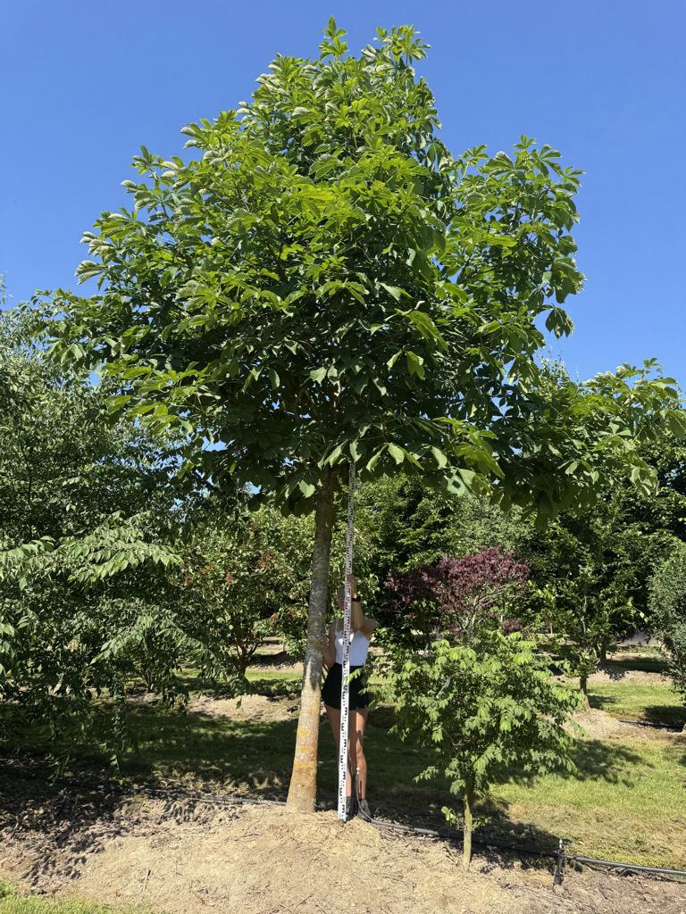 Aesculus hippocastanum