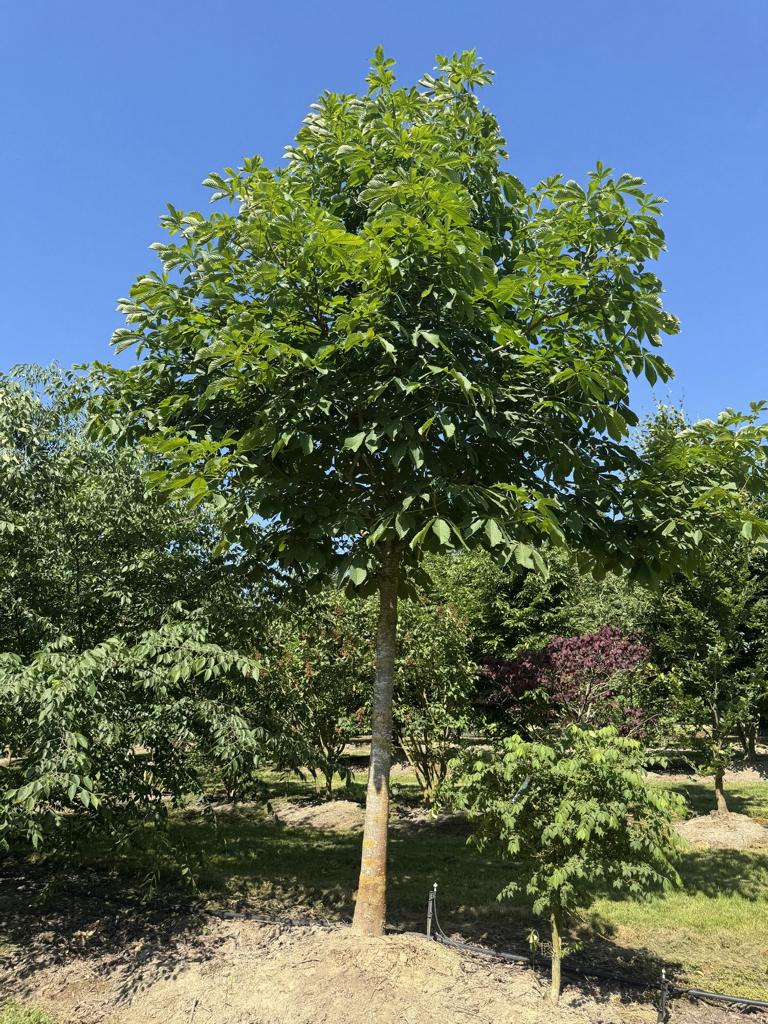 Aesculus hippocastanum