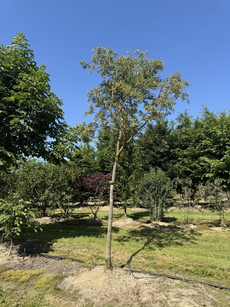 Amelanchier lamarckii