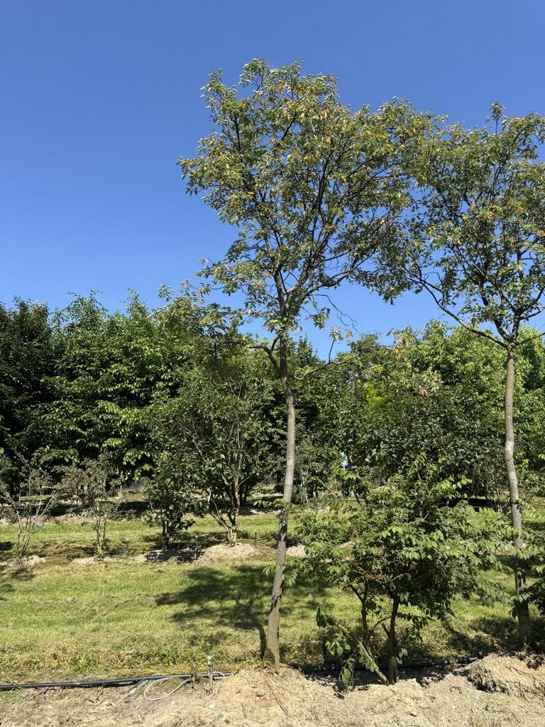 Amelanchier lamarckii