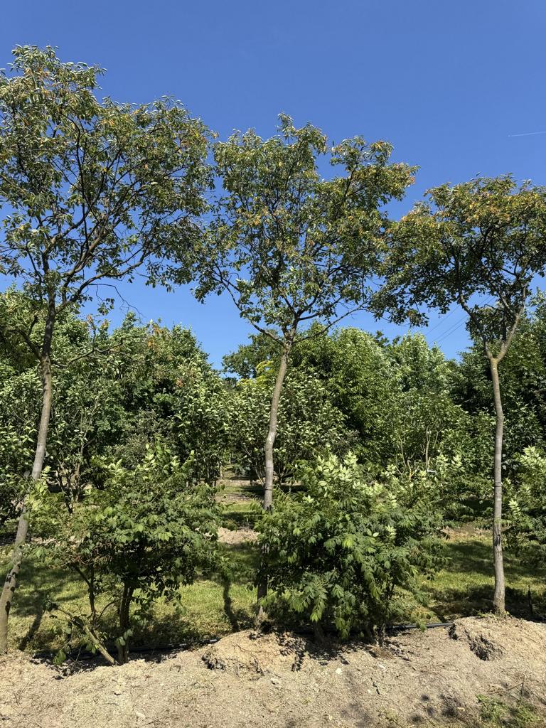 Amelanchier lamarckii