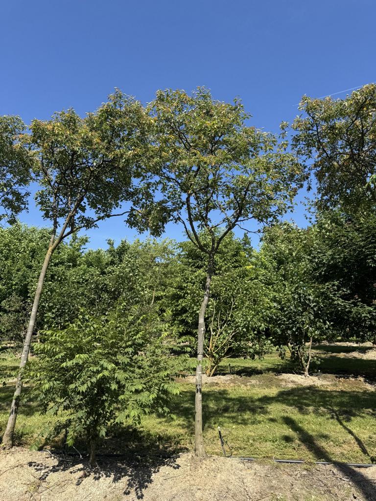 Amelanchier lamarckii