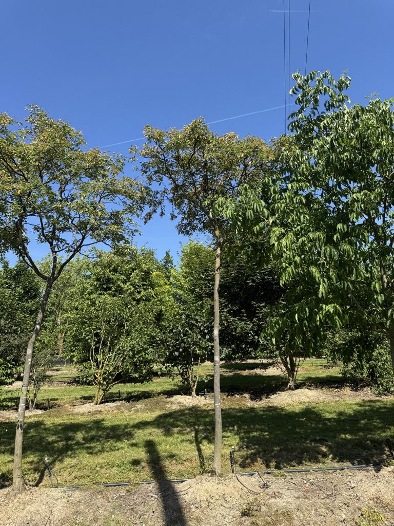 Amelanchier lamarckii