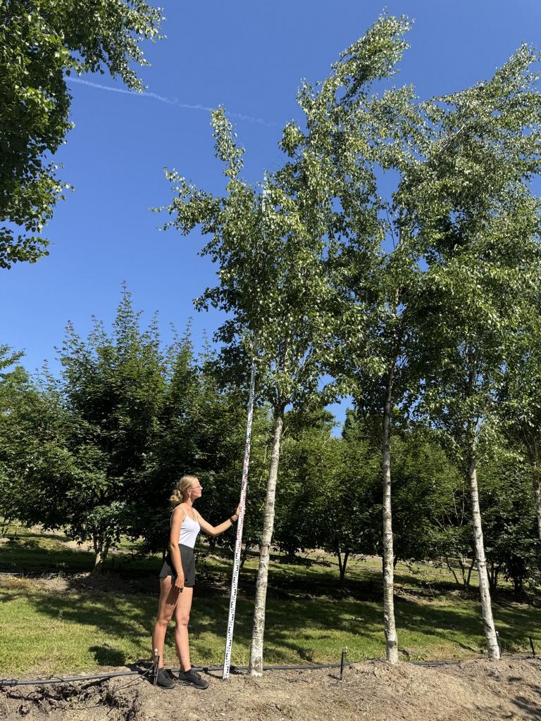 Betula pendula 'Fastigiata'