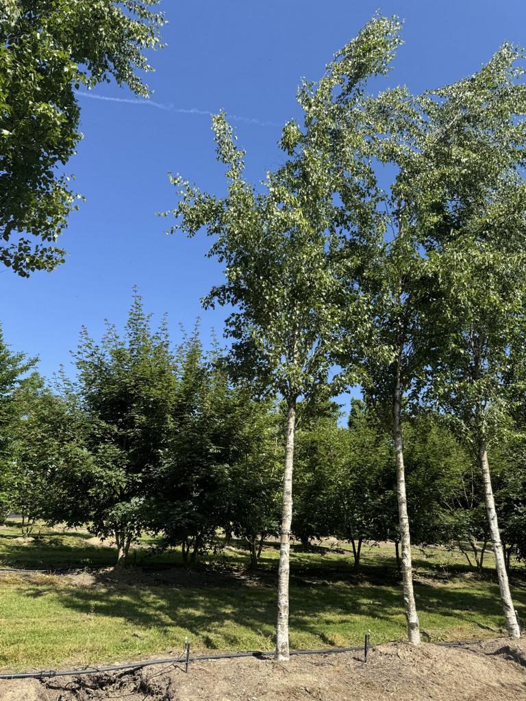 Betula pendula 'Fastigiata'