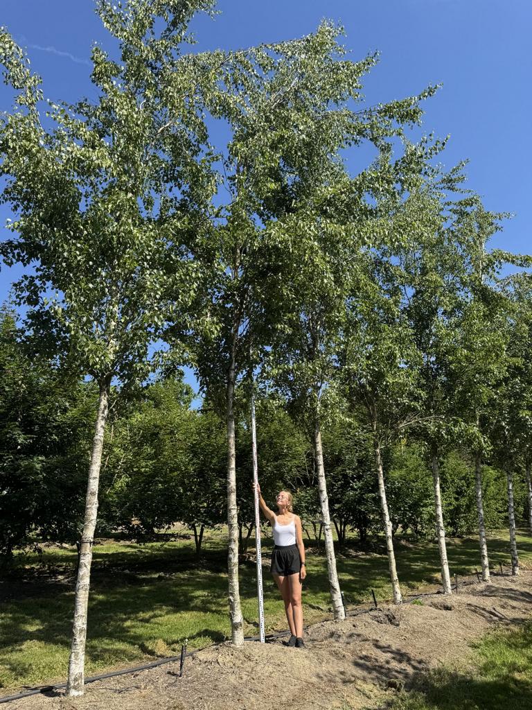 Betula pendula 'Fastigiata'