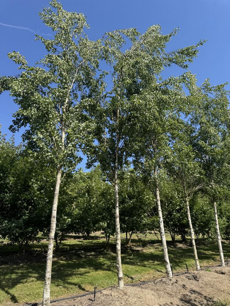 Betula pendula 'Fastigiata'