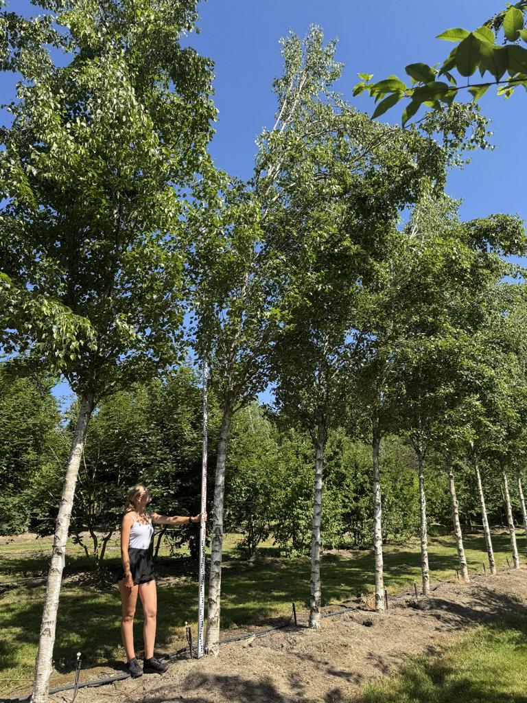 Betula pendula 'Fastigiata'