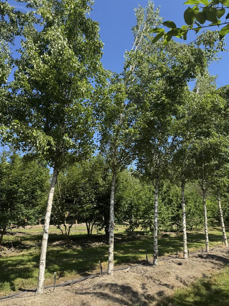 Betula pendula 'Fastigiata'