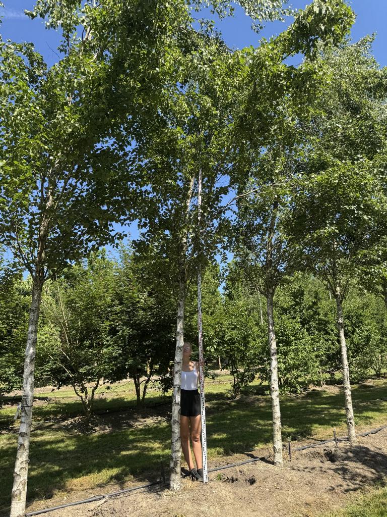 Betula pendula 'Fastigiata'