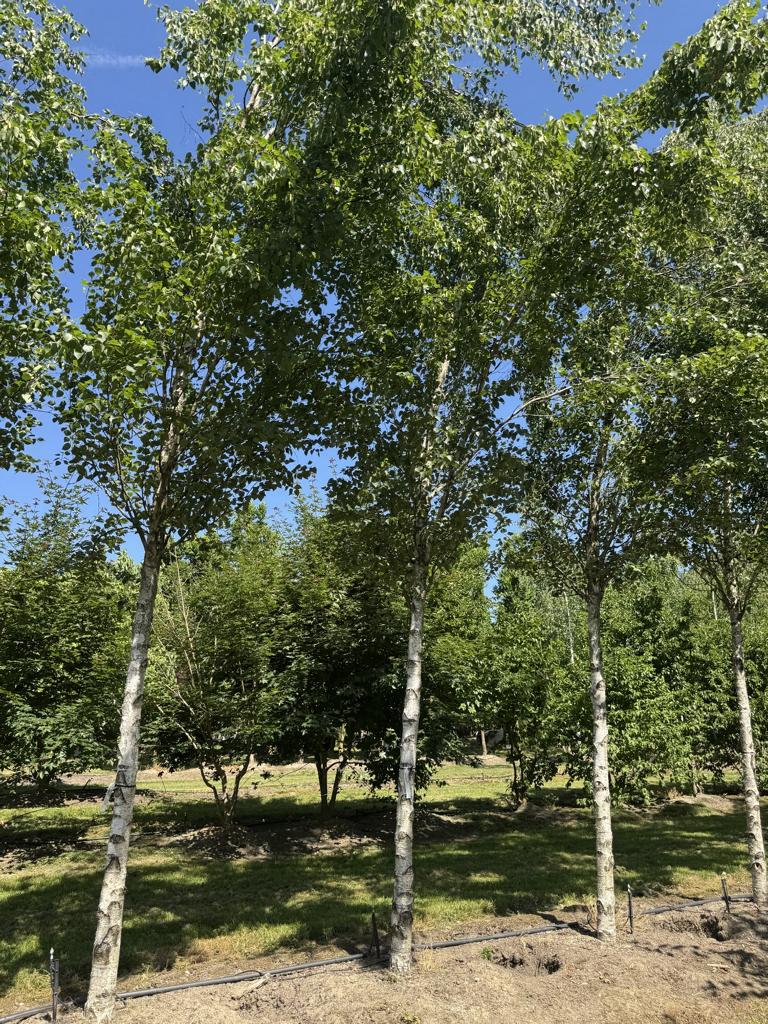Betula pendula 'Fastigiata'