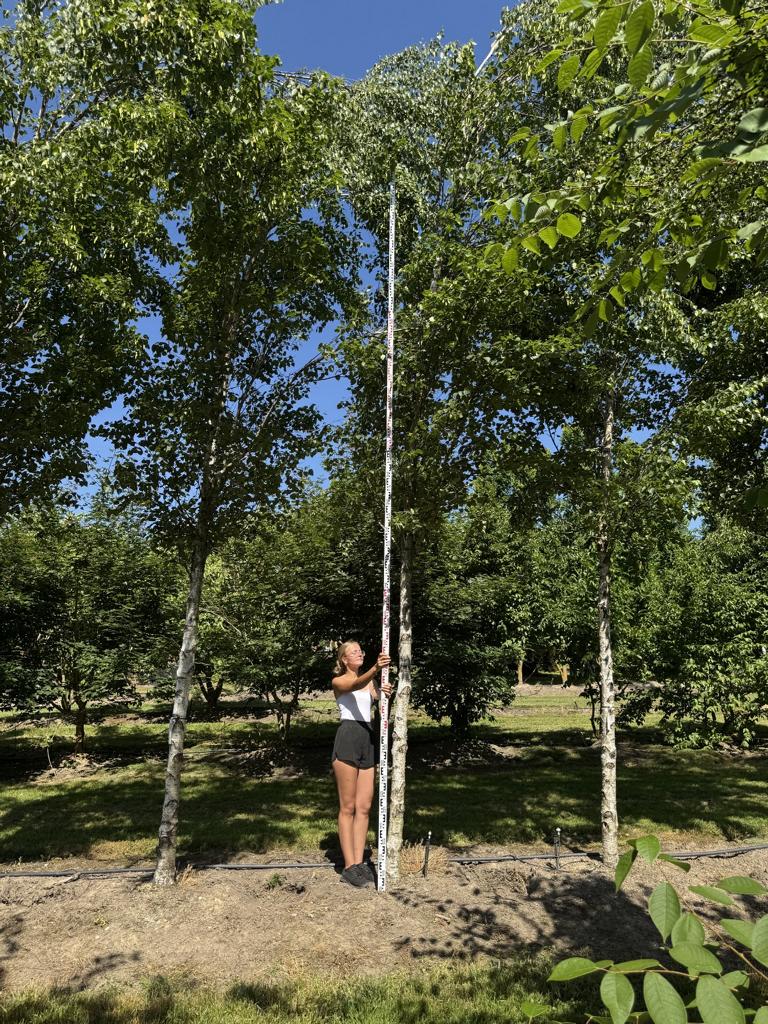 Betula pendula 'Fastigiata'