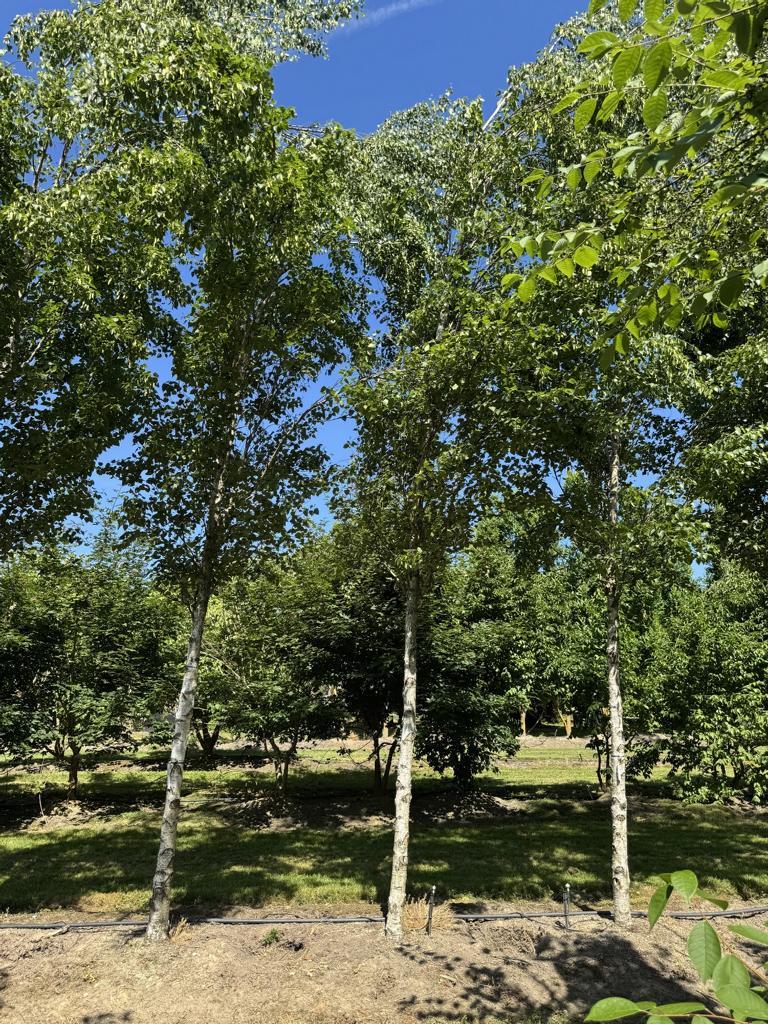 Betula pendula 'Fastigiata'