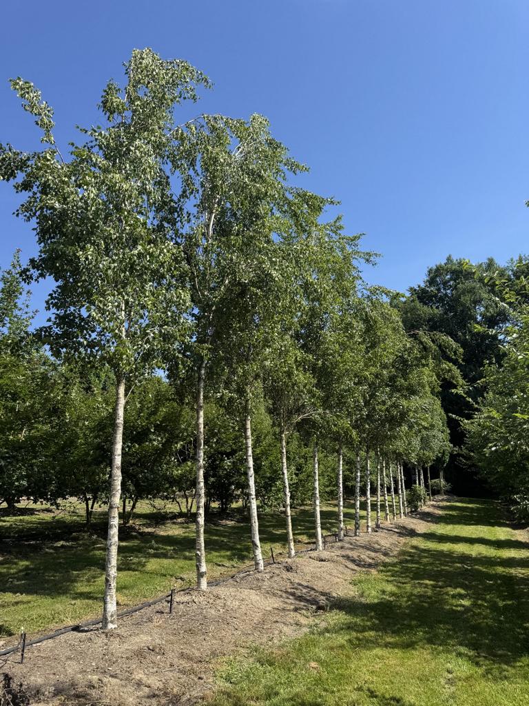Betula pendula 'Fastigiata'