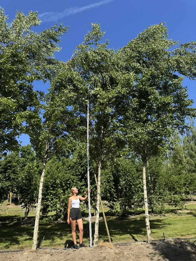 Betula pendula 'Fastigiata'